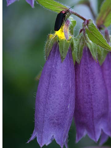 ホタルブクロとホタル
