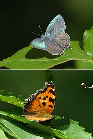 オオミドリシジミとヒオドシチョウ