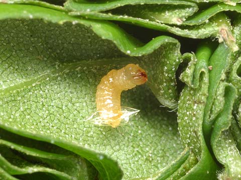 オトシブミの孵化