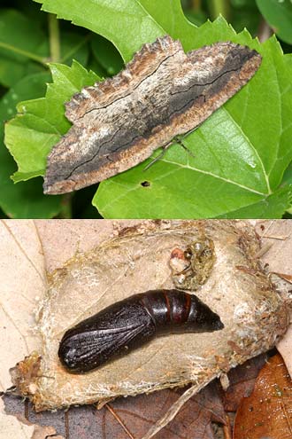 クワエダシャク