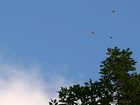 夕方のアカシジミ