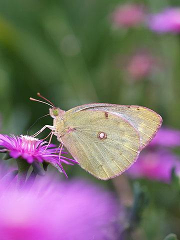 マツバギクとモンキチョウ