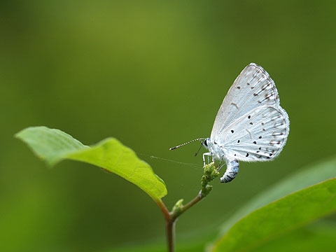 ルリシジミの産卵（イタドリ）