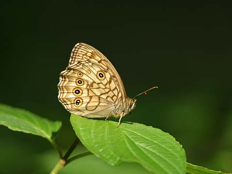 キマダラモドキ