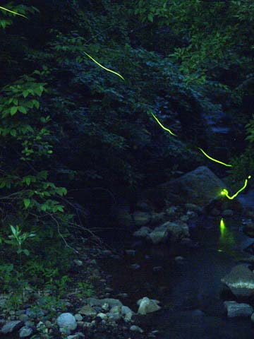 ゲンジボタル