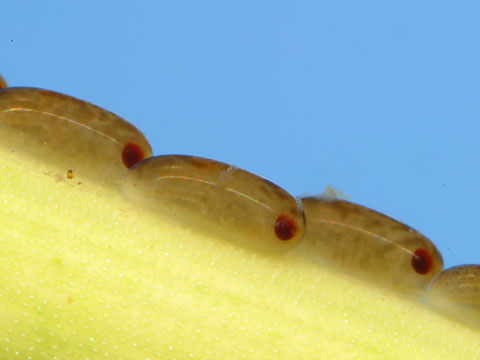 アメンボ　卵の変化