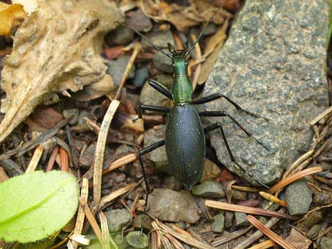 エゾマイマイカブリ