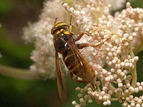 スズメバチに似たアブ