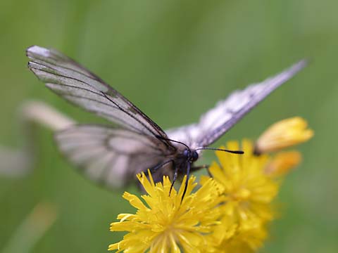 ヒメウスバシロチョウ