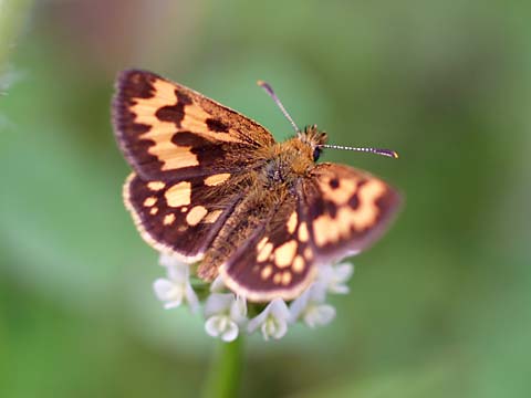 カラフトタカネキマダラセセリ