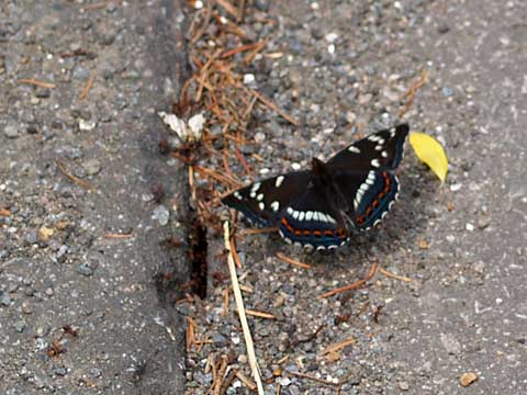 アリの巣にひかれたオオイチモンジ