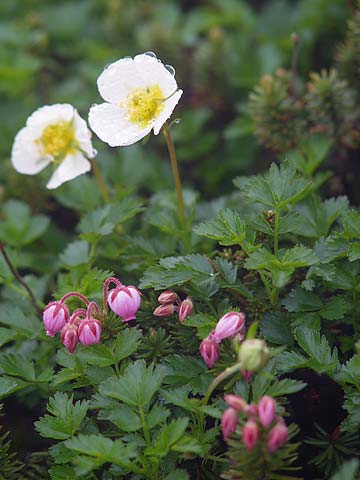 チングルマとエゾノツガザクラ