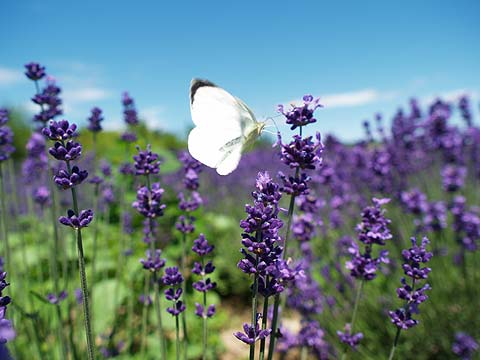 オオモンシロチョウ