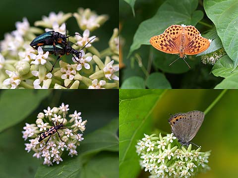 イケマの花に集まる虫