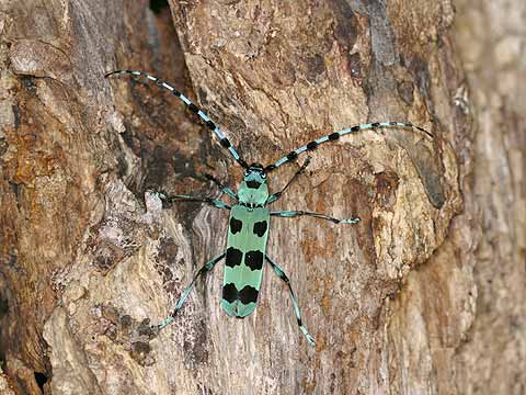 ルリボシカミキリ