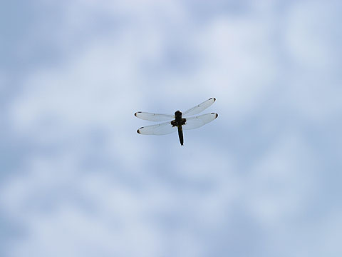 コシアキトンボ