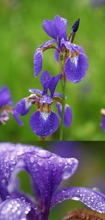 アヤメ（ボケをコントロール））