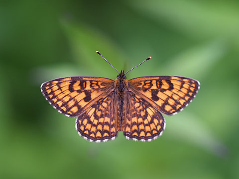 コヒョウモンモドキ（マクロで開放で写す））