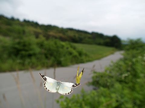 モンキチョウのオスとメス