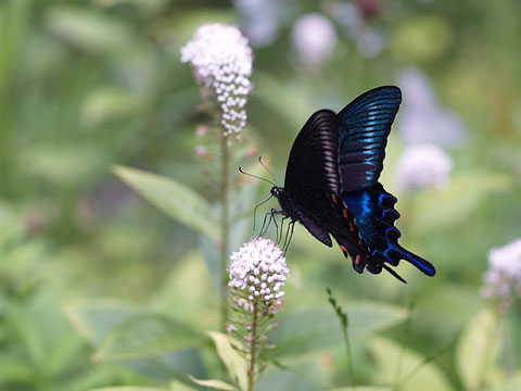 庭のミヤマカラスアゲハ