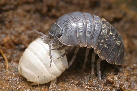 脱皮殻を食べるダンゴムシ