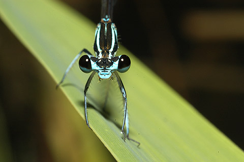 モノサシトンボの顔