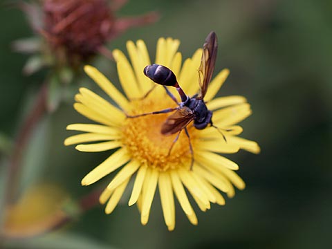 ハチに似たアブ