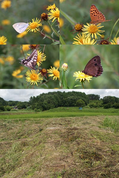 カセンソウと草刈り