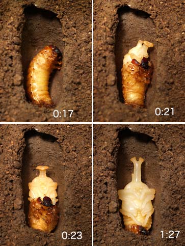 カブトムシの蛹化（デジカメで記録する）