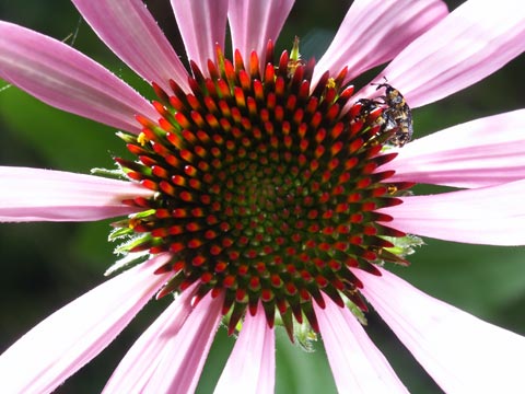 シラホシヒメゾウムシ