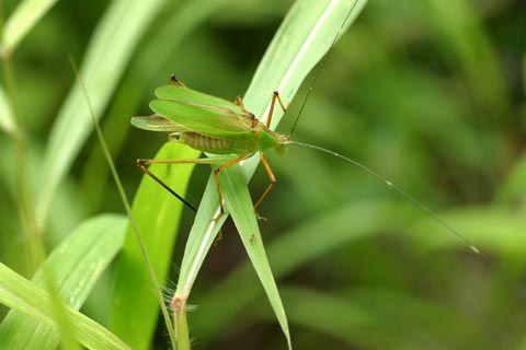 ホソクビツユムシ