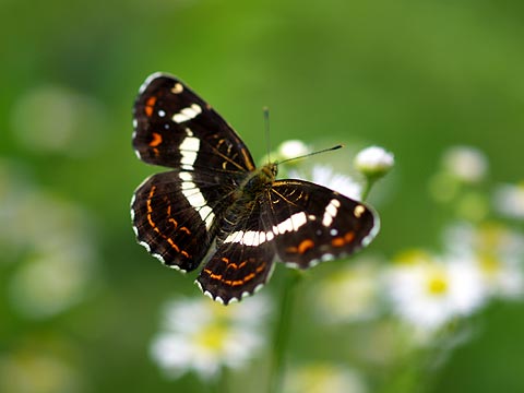 サカハチチョウの夏型