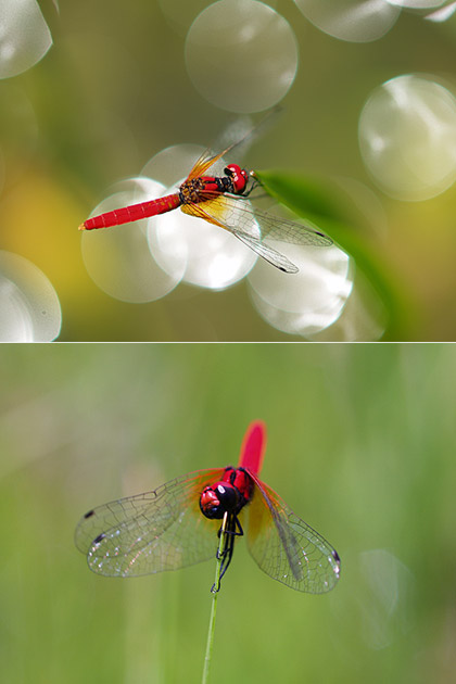 ハッチョウトンボ