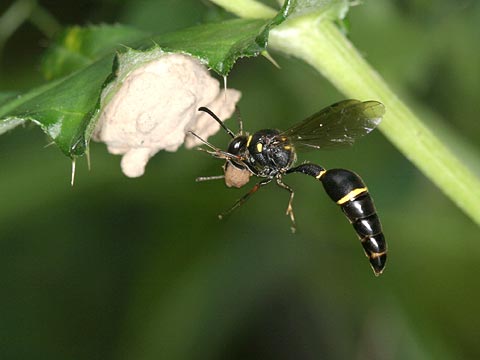 今日のトックリバチ