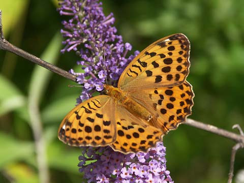 ウラギンスジヒョウモンのメス