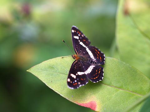 庭に現れたサカハチチョウ