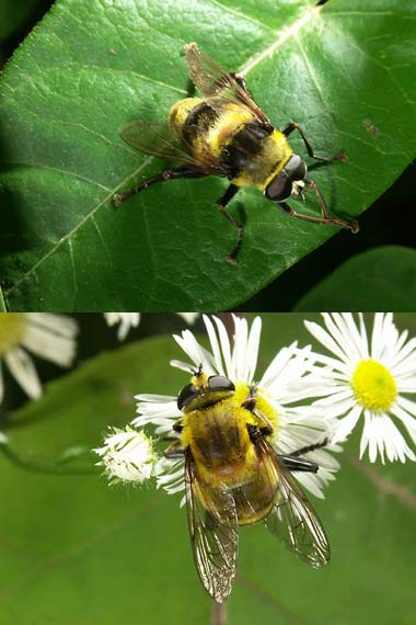 ハチに似たアブ（フタガタハラブトハナアブ）