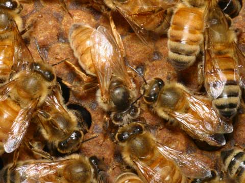 ミツバチの新女王