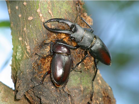 ノコギリクワガタ