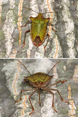 ツノアオカメムシ