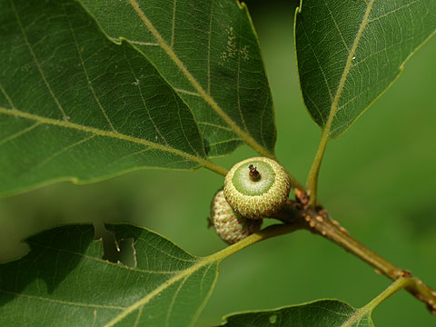 コナラの実