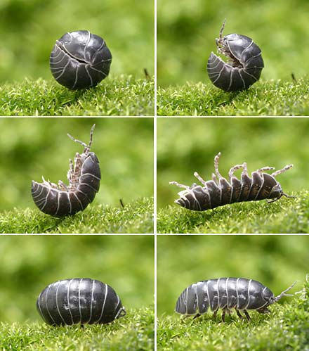 ダンゴムシの起きあがり