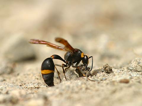 スズバチの泥集め