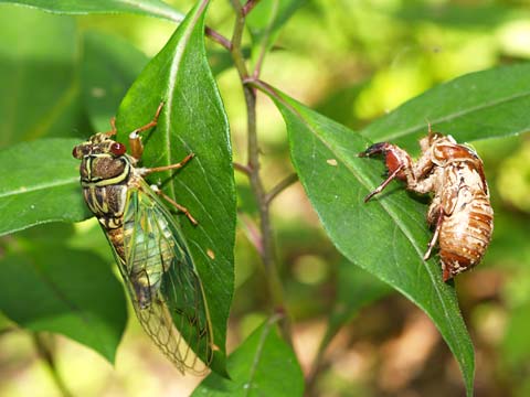 羽化したエゾゼミ