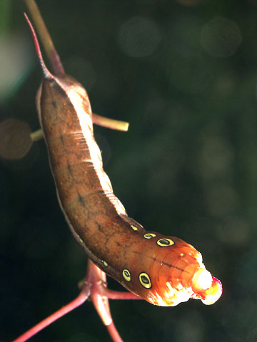 コスズメの幼虫