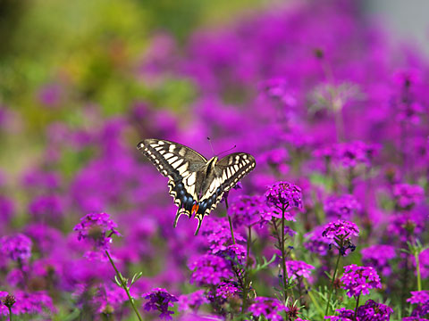 道ばたの花壇のキアゲハ