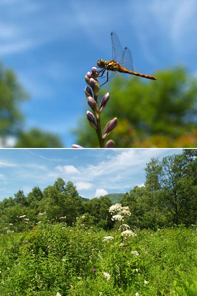 高原のアキアカネ