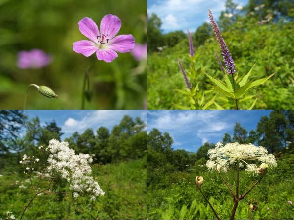 高原の花（標準ズームレンズの選び方）