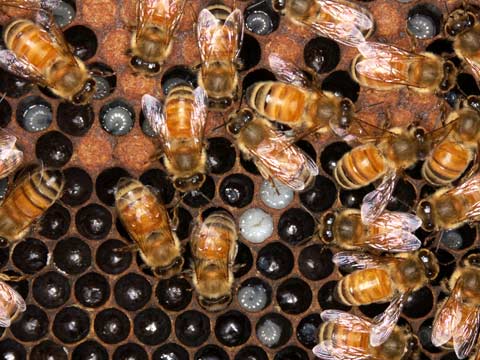 ミツバチの巣内