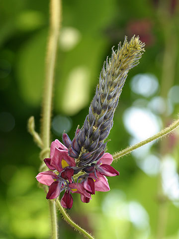 クズの花